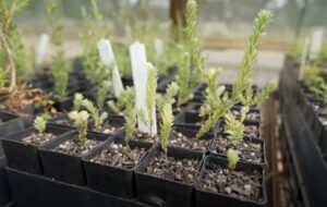 Propagating native plants